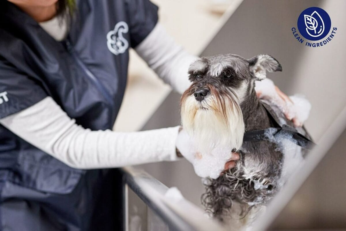 Petco Unveils Clean Grooming Initiative Velocity Institute
